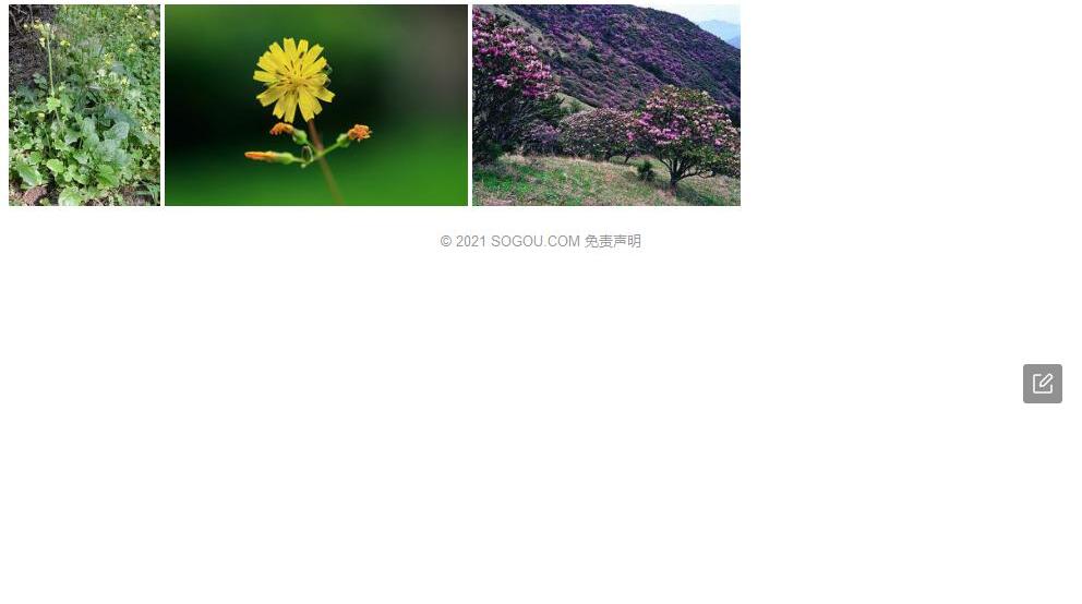 绢毛黄鹌菜照片和图片/