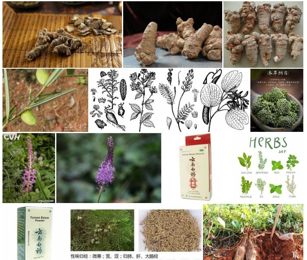 绵三七照片和图片/