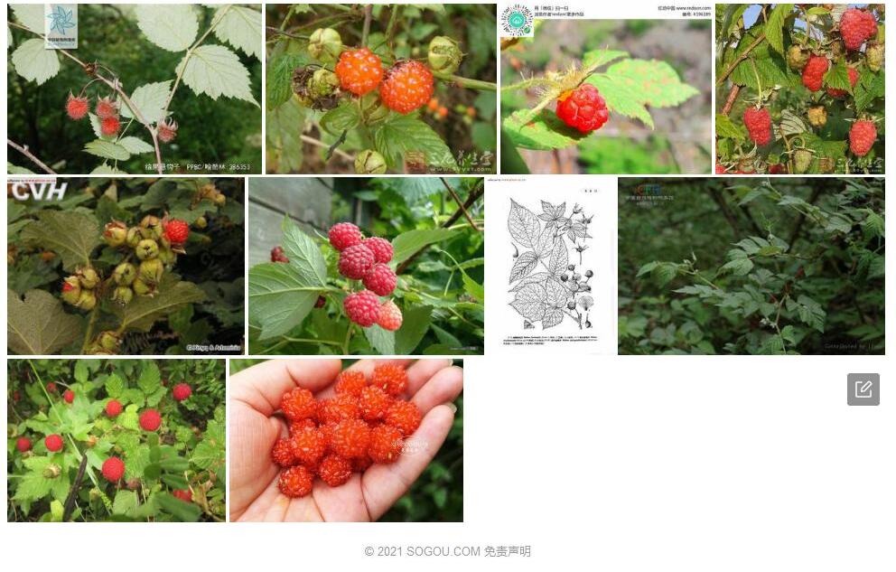绵果悬钩子照片和图片/