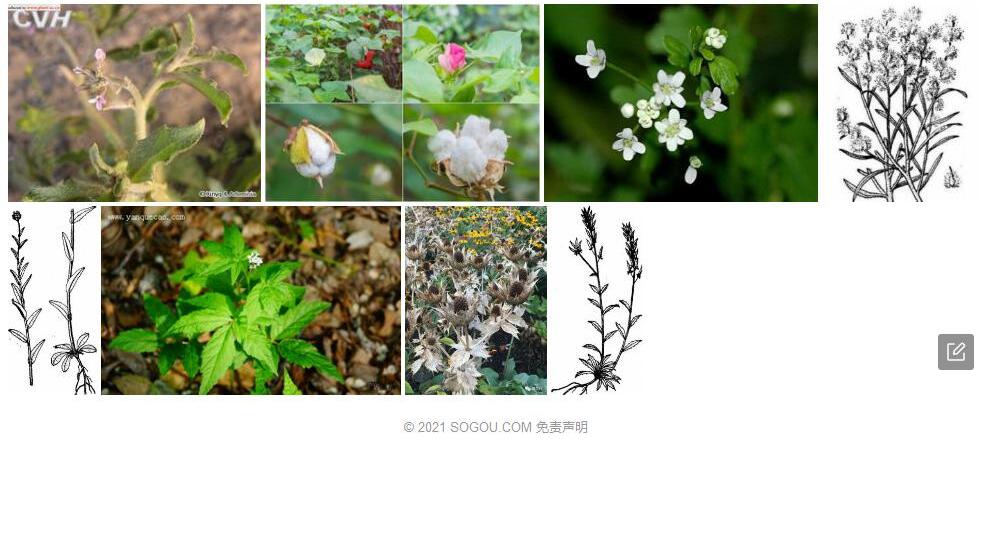 绵果荠照片和图片/