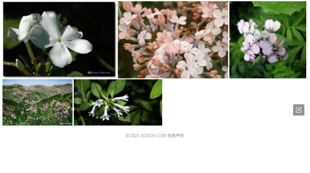 绵毛野丁香照片和图片/