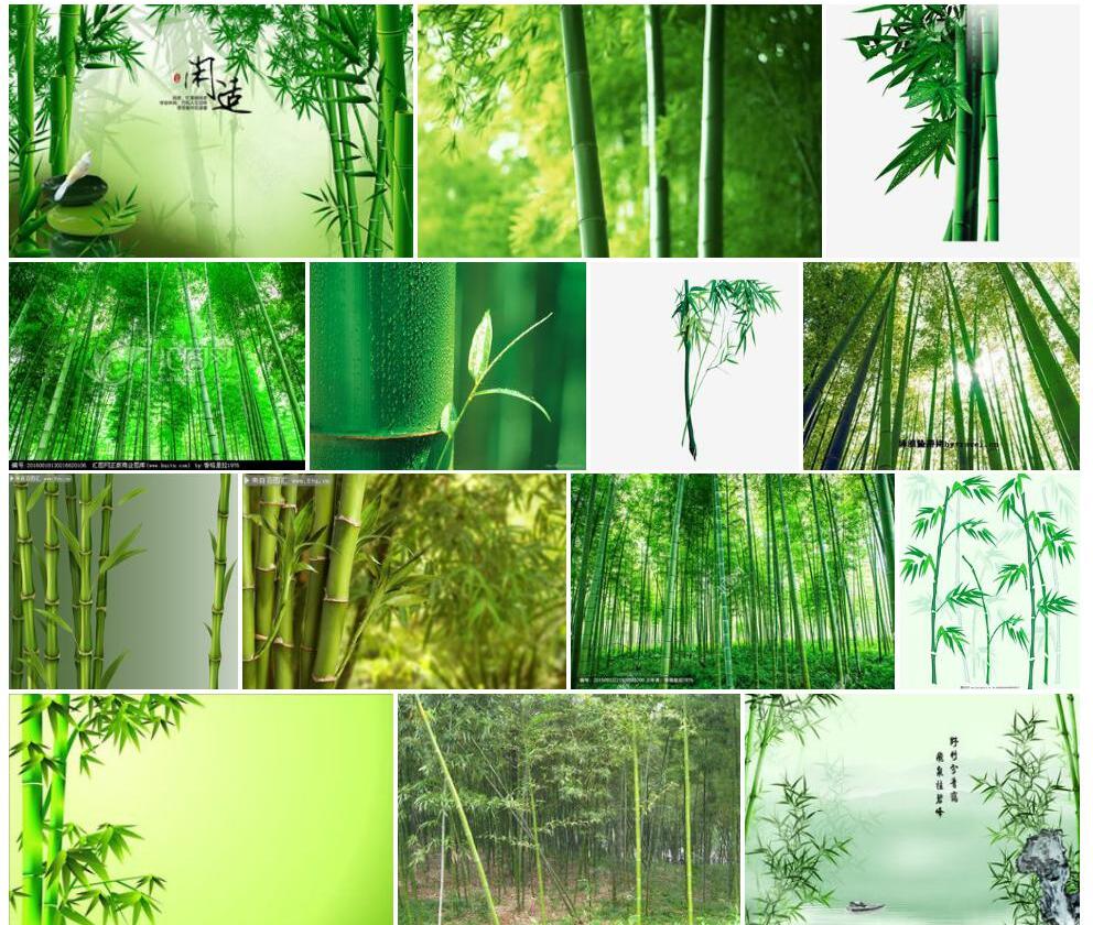 绿竹照片和图片/