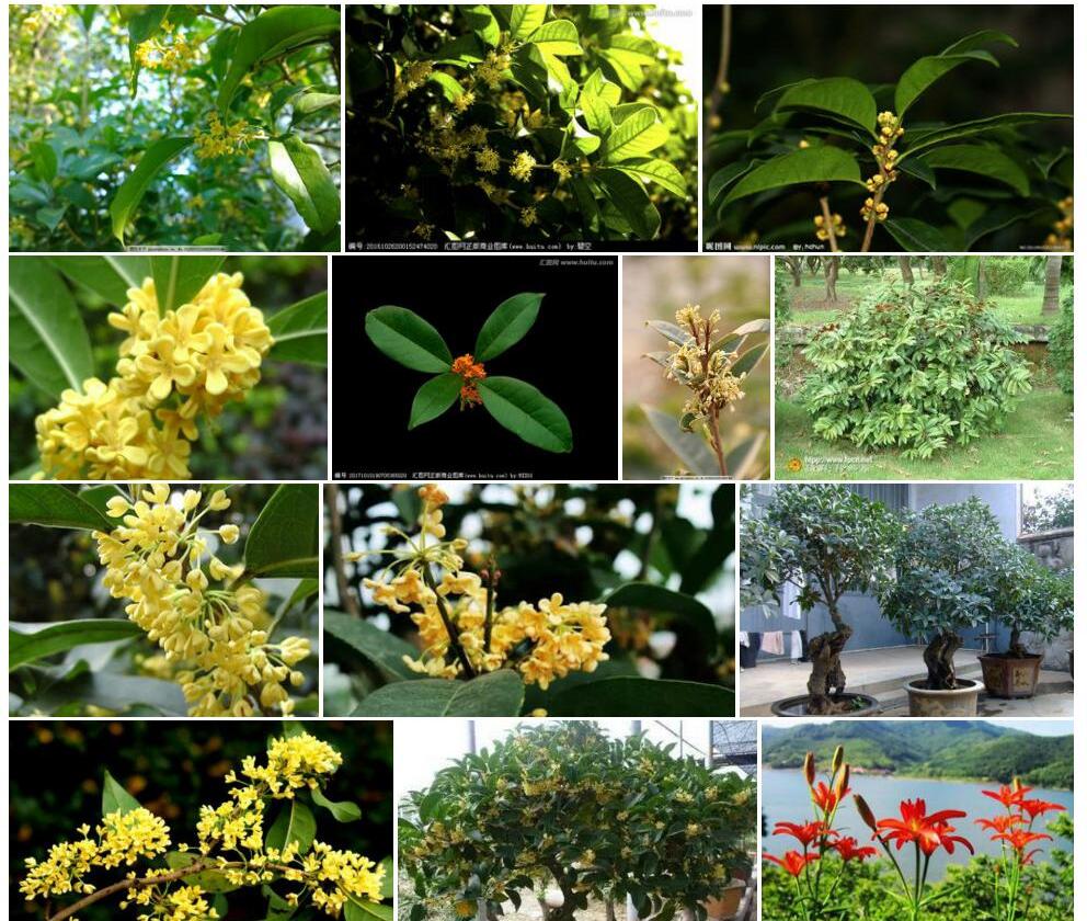 绿背桂花照片和图片/