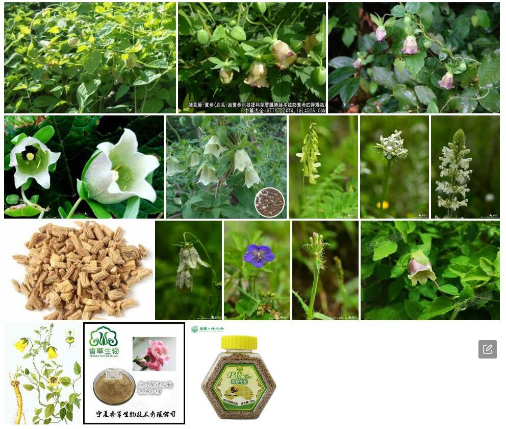 绿花党参照片和图片/
