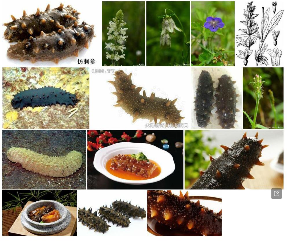 绿花刺参照片和图片/