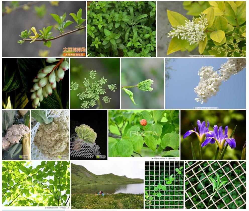 绿花山芹照片和图片/