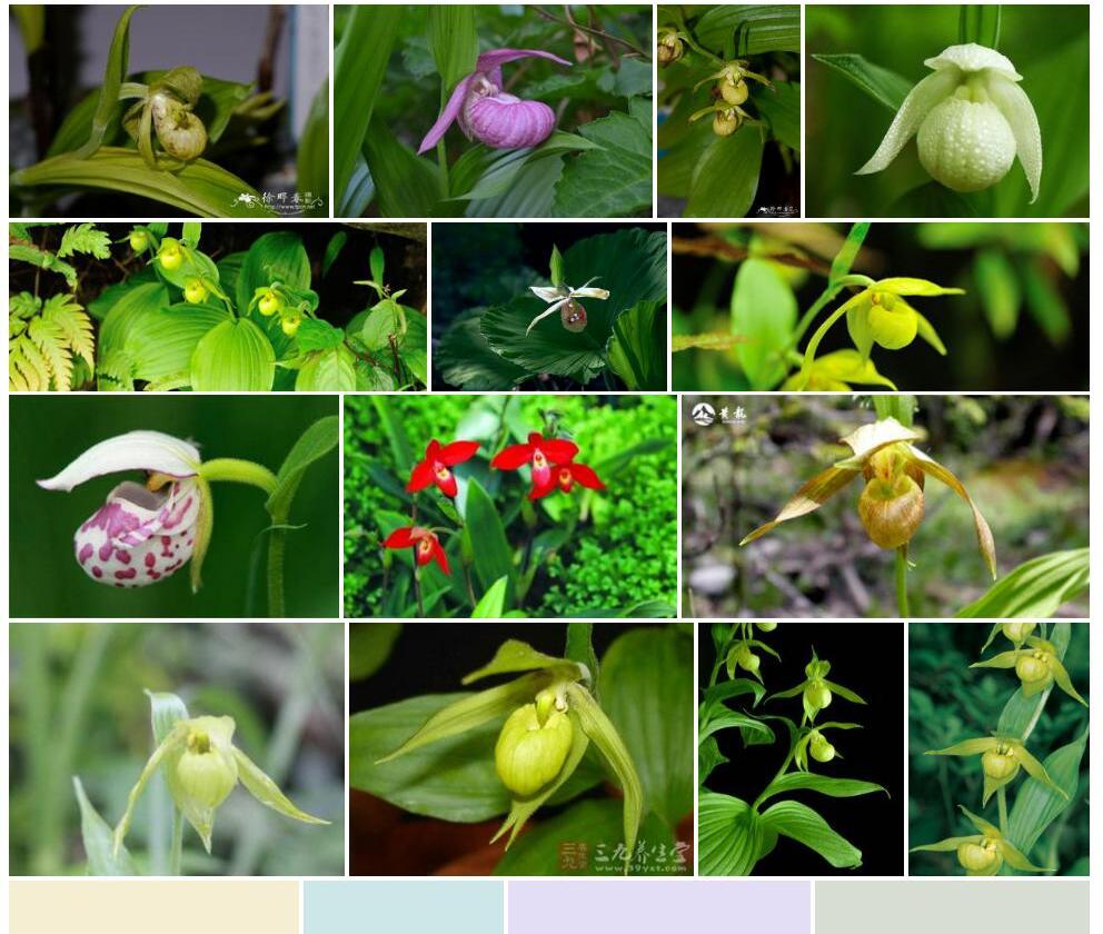绿花杓兰照片和图片/