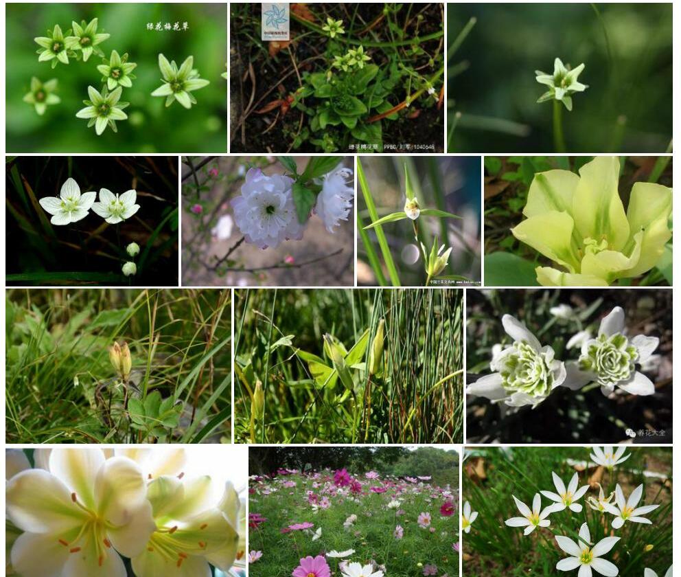 绿花梅花草照片和图片/