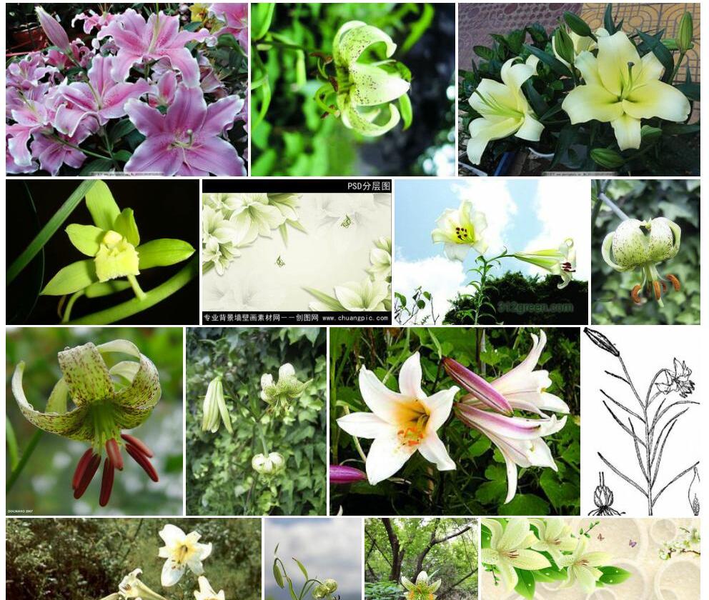 绿花百合照片和图片/