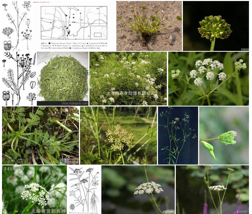 绿花矮泽芹照片和图片/