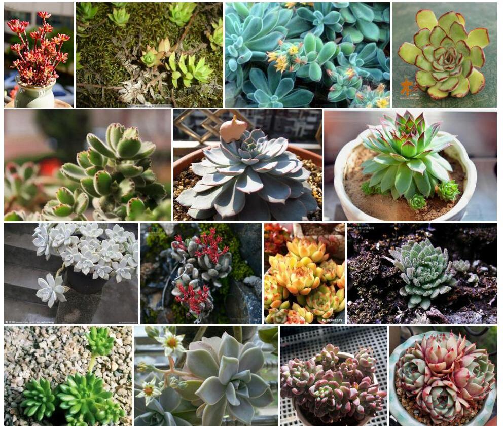 绿花石莲照片和图片/