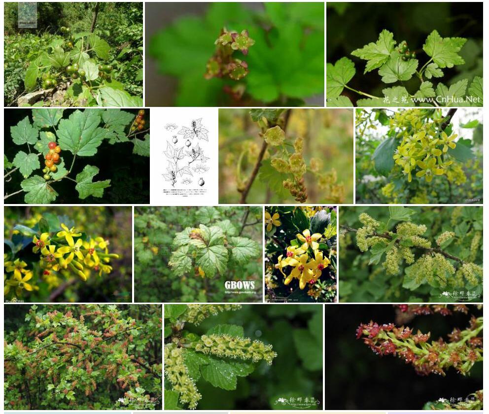 绿花茶藨子照片和图片/