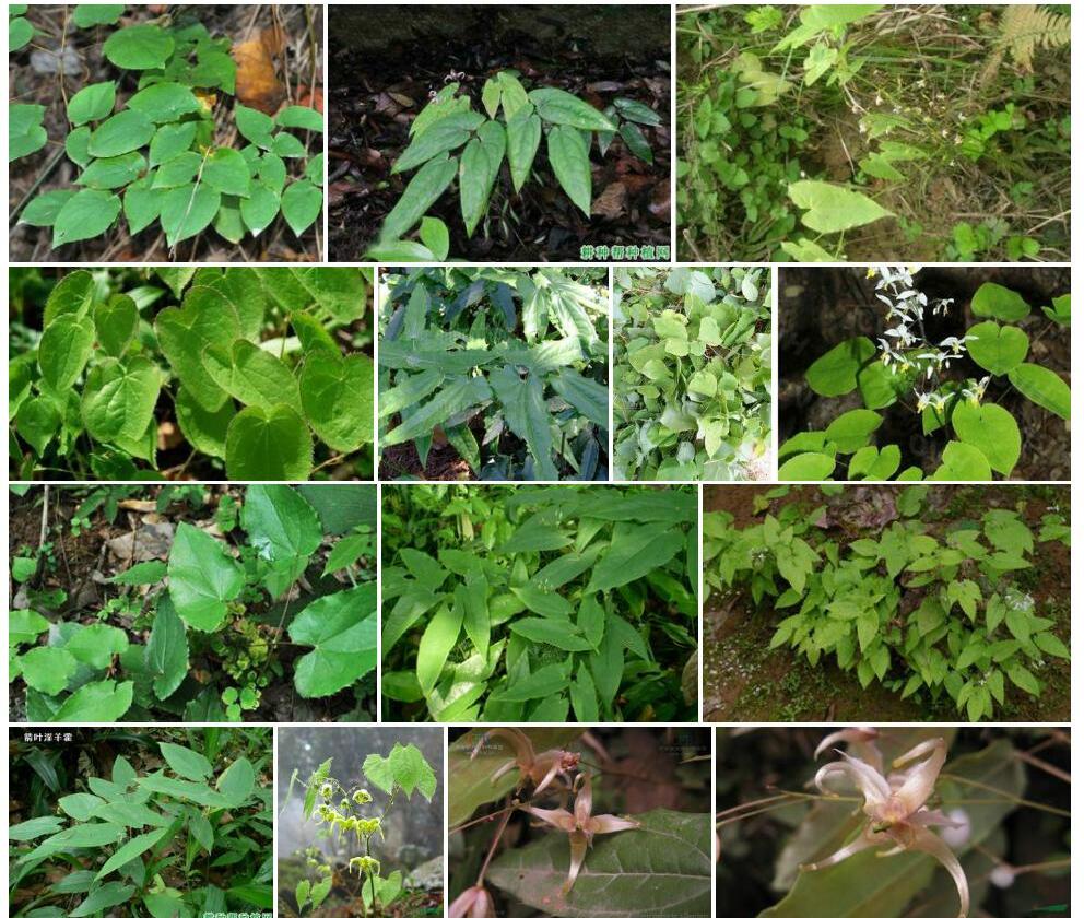 绿药淫羊藿照片和图片/