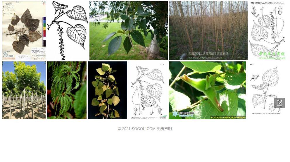 缘毛杨照片和图片/