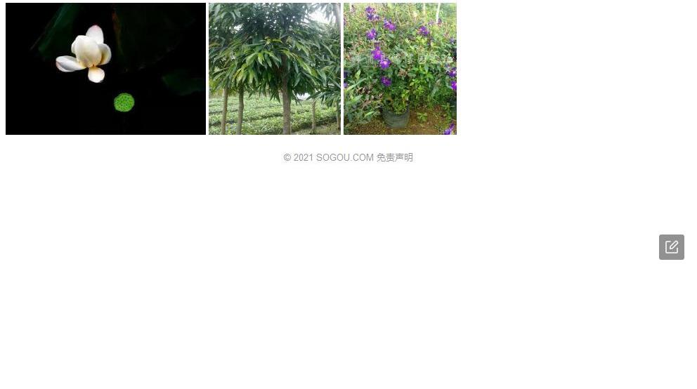 缘毛榕照片和图片/