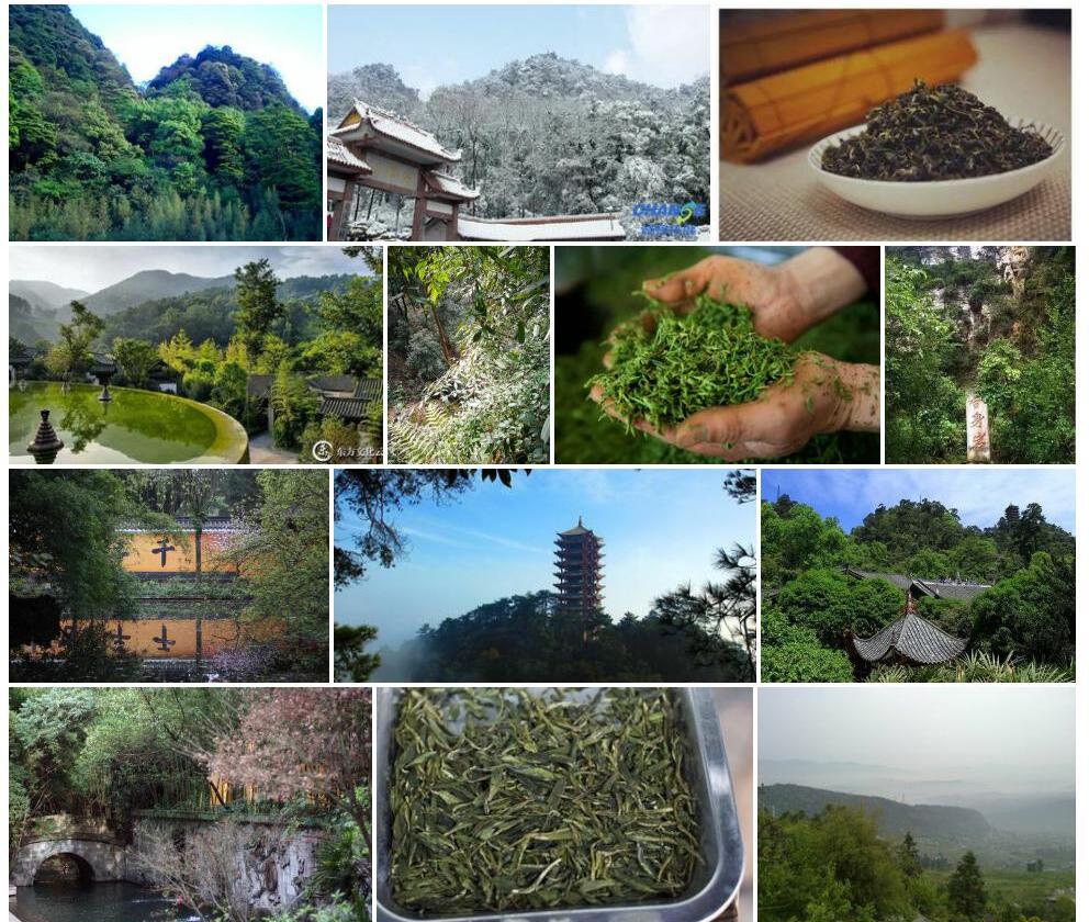 缙云山茶照片和图片/