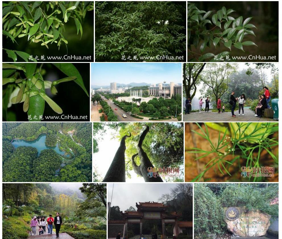 缙云槭照片和图片/