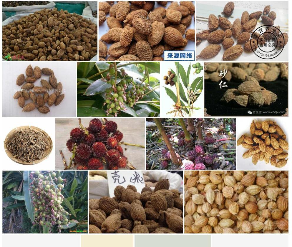 缩砂密照片和图片/