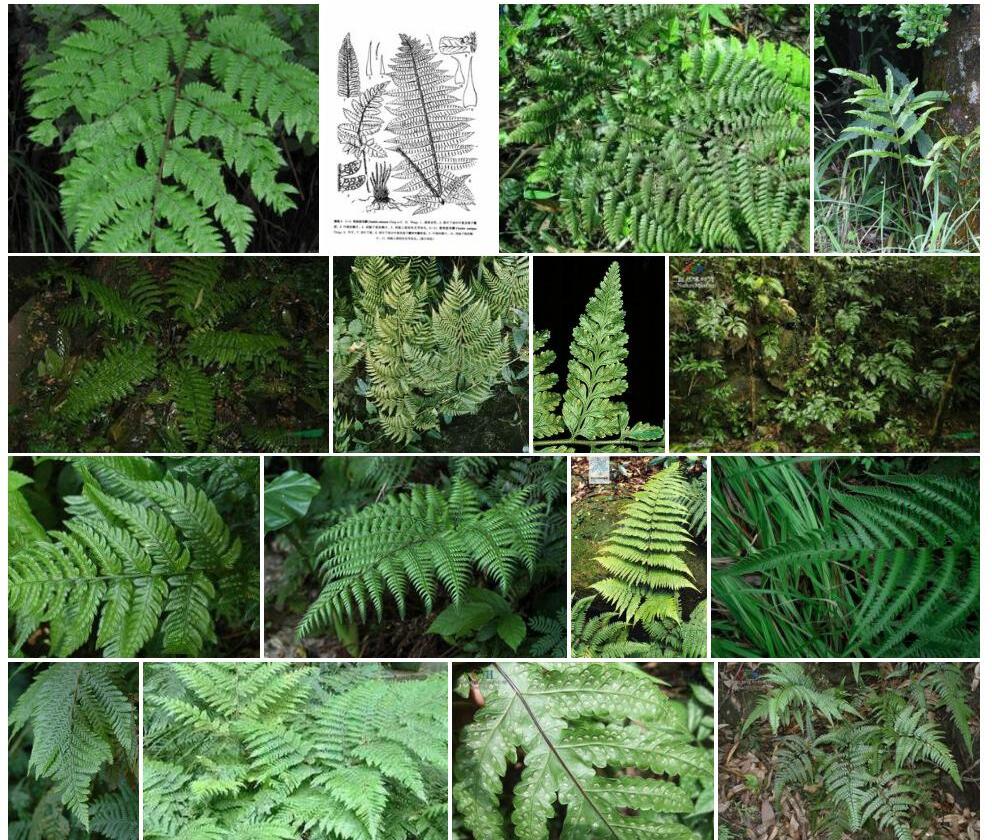 缩羽肋毛蕨照片和图片/