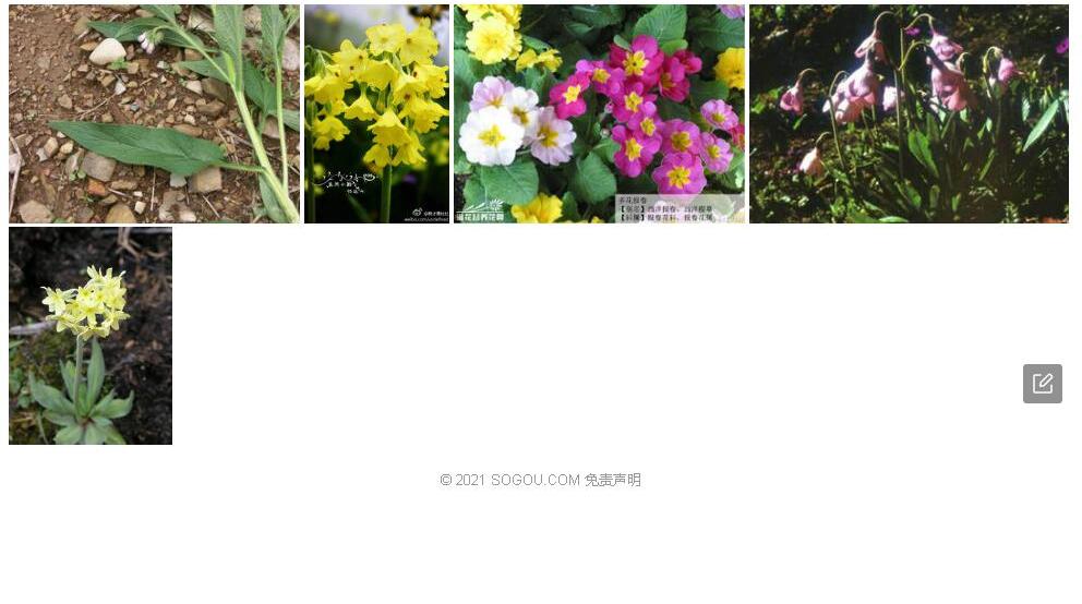 缺叶钟报春照片和图片/