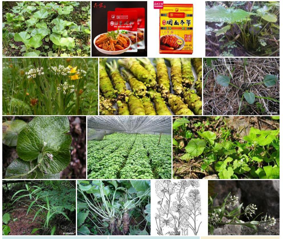缺柱山萮菜照片和图片/