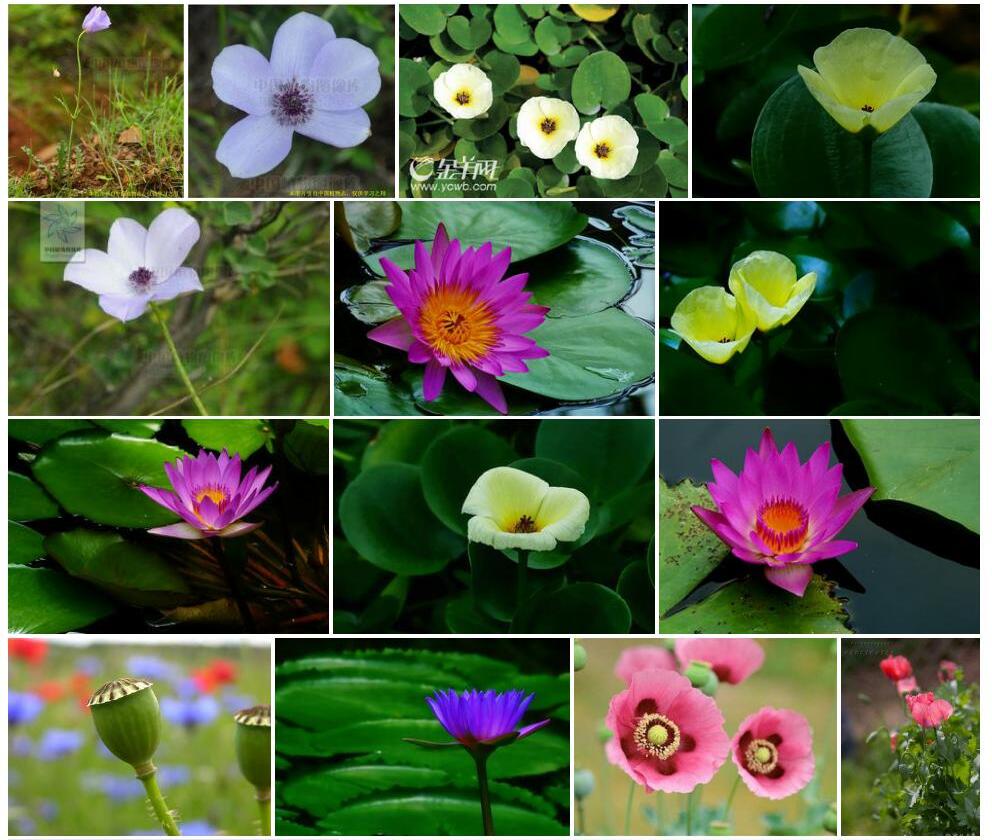 罂粟莲花照片和图片/