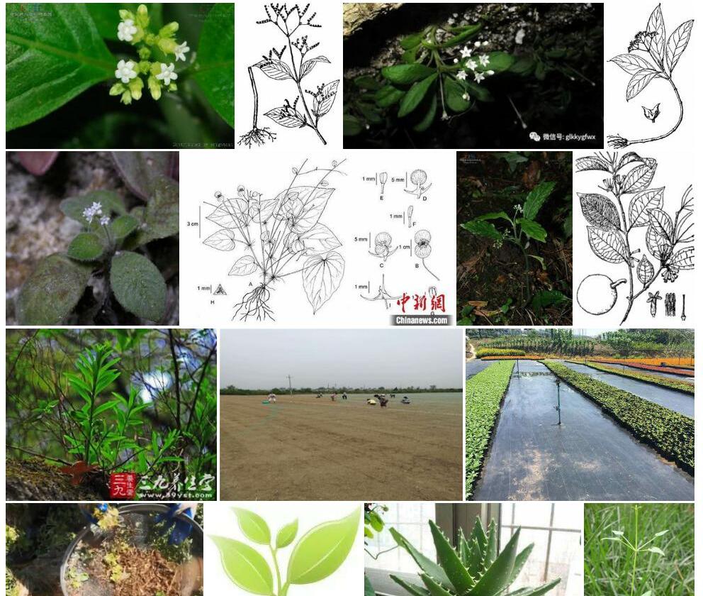 网子度量草照片和图片/