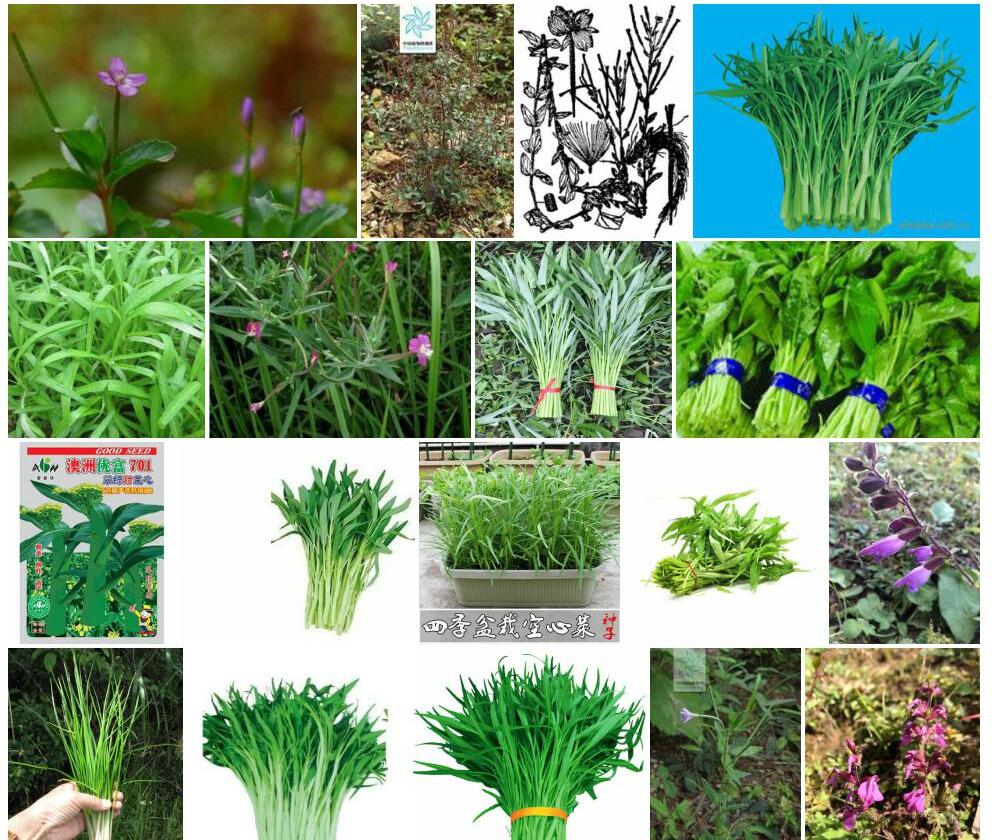 网籽柳叶菜照片和图片/