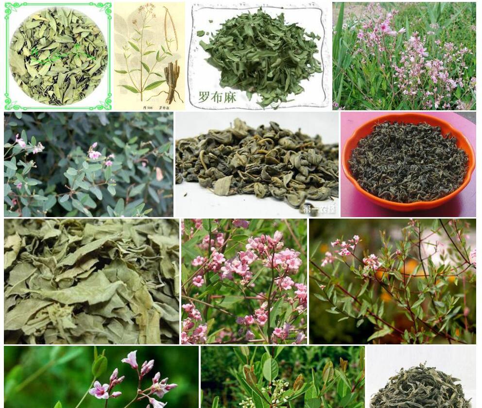 罗布麻照片和图片/