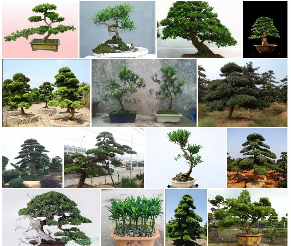 罗汉松照片和图片/