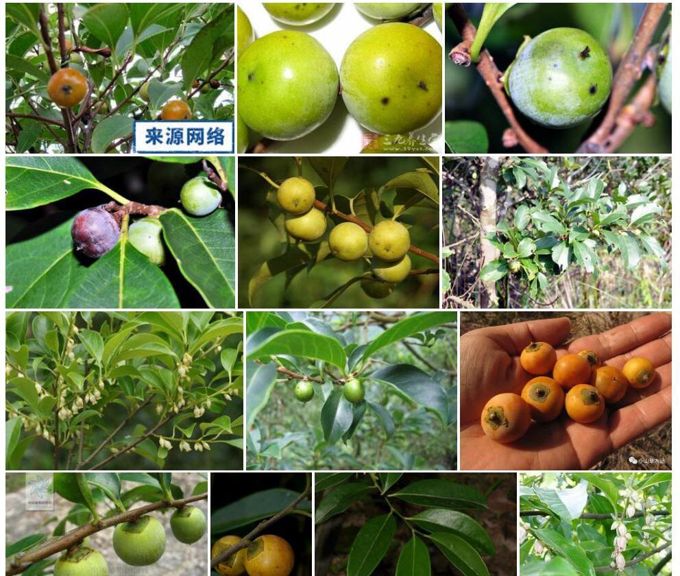 罗浮柿照片和图片/