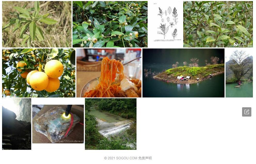罗甸小蜡照片和图片/