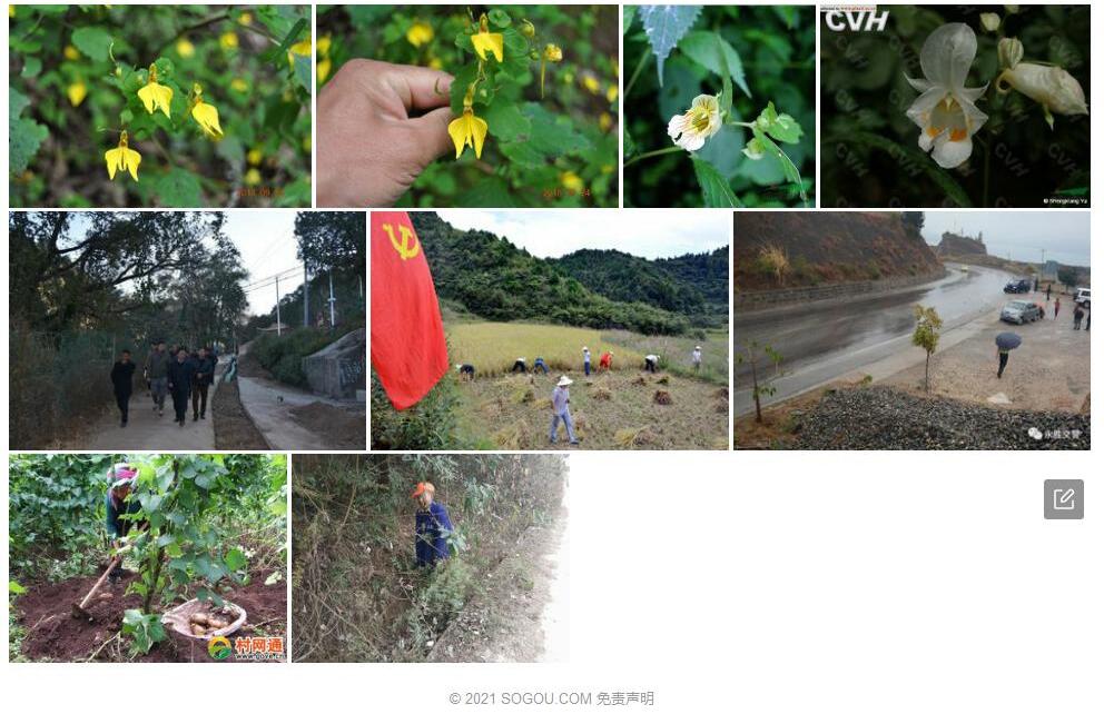 羊坪凤仙花照片和图片/