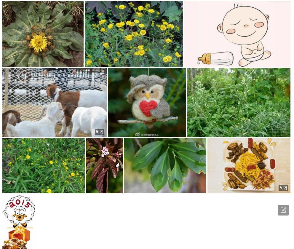 羊眼花照片和图片/