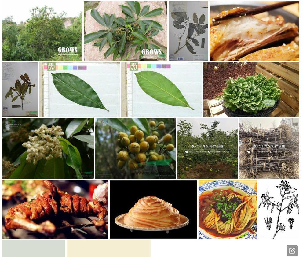 羊脆木照片和图片/