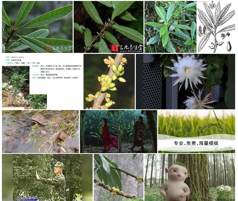 羊舌树照片和图片/