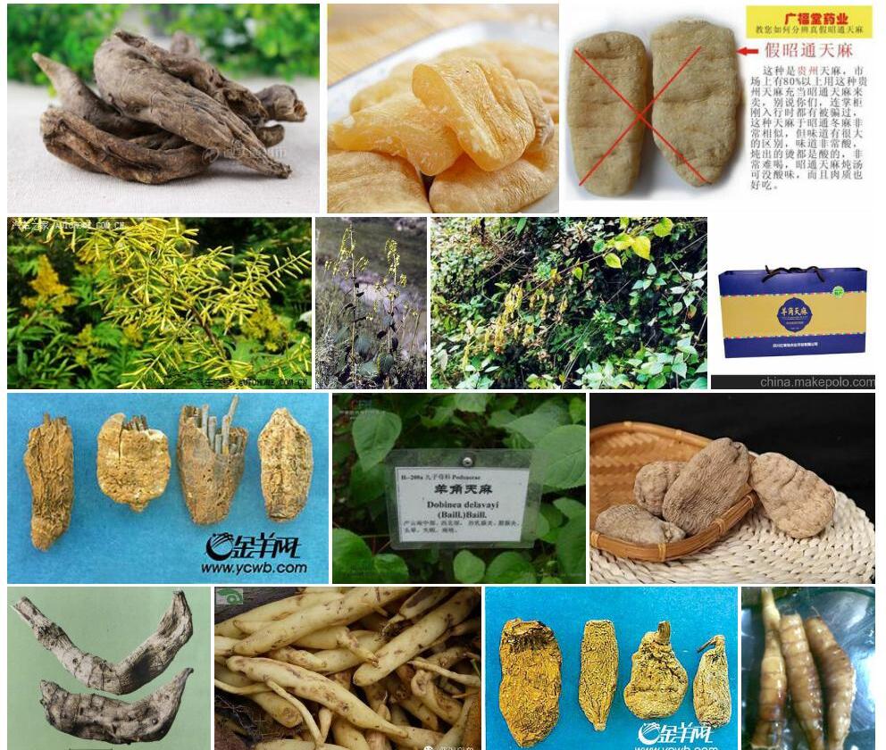 羊角天麻照片和图片/