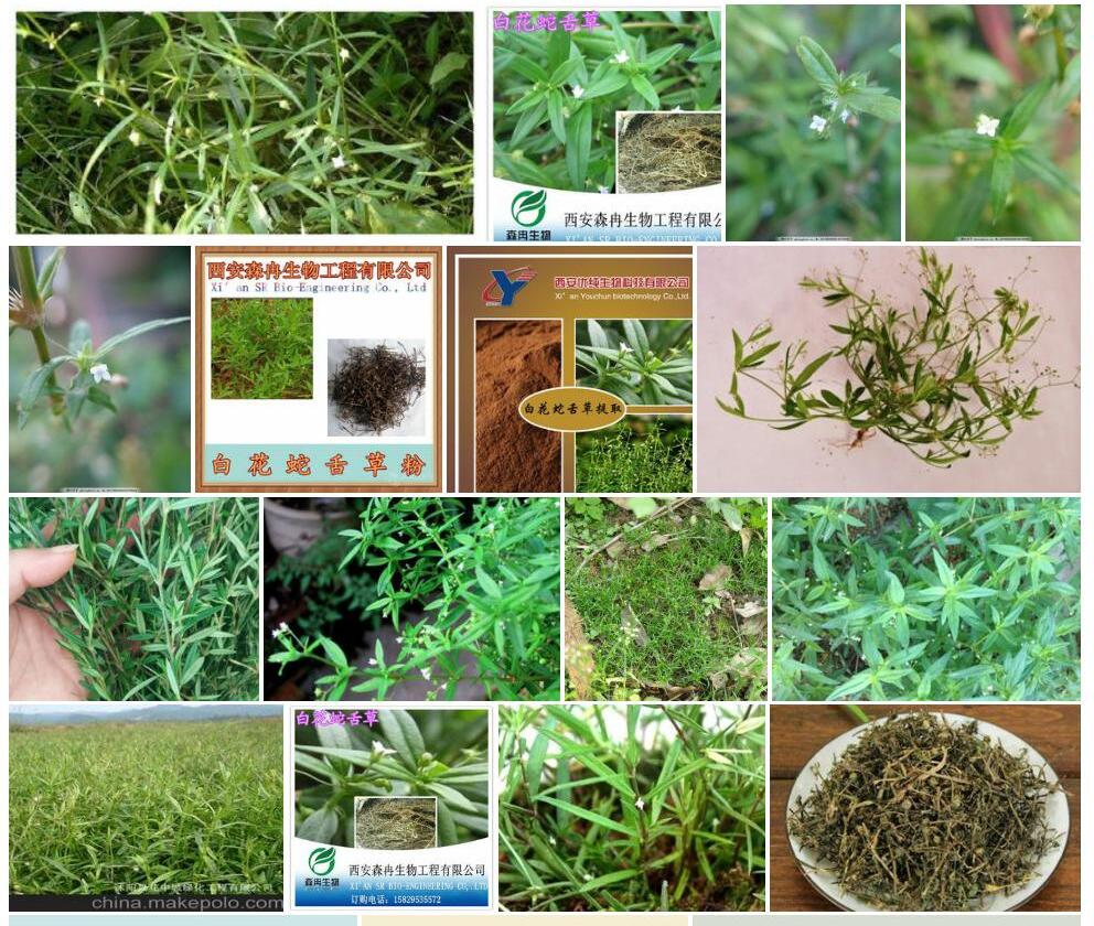 羊须草照片和图片/