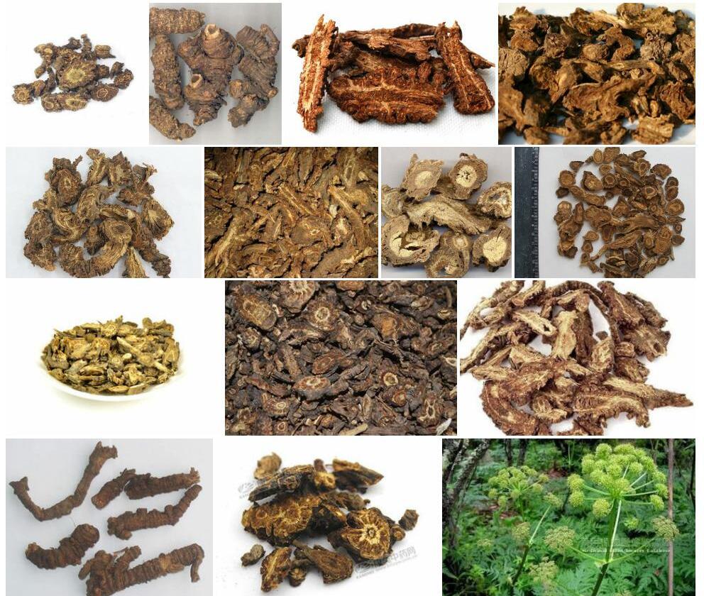羌活照片和图片/