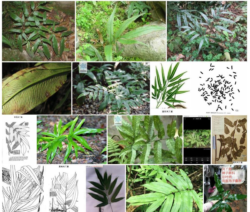 美丽凤丫蕨照片和图片/