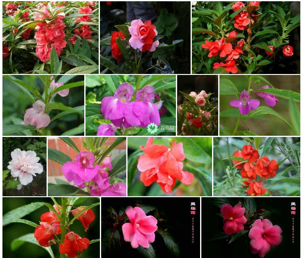 美丽凤仙花照片和图片/