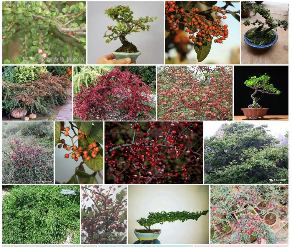 美丽栒子照片和图片/