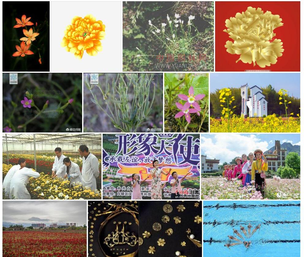美丽百金花照片和图片/