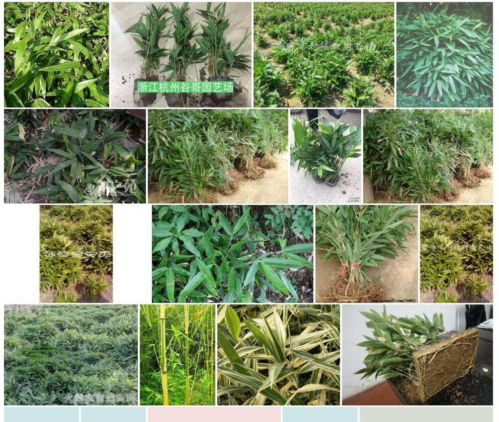 美丽箬竹照片和图片/