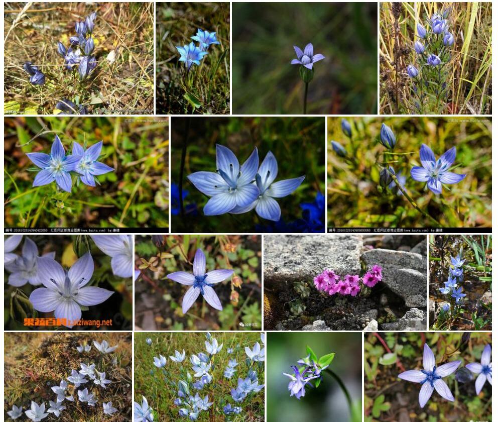 美丽肋柱花照片和图片/