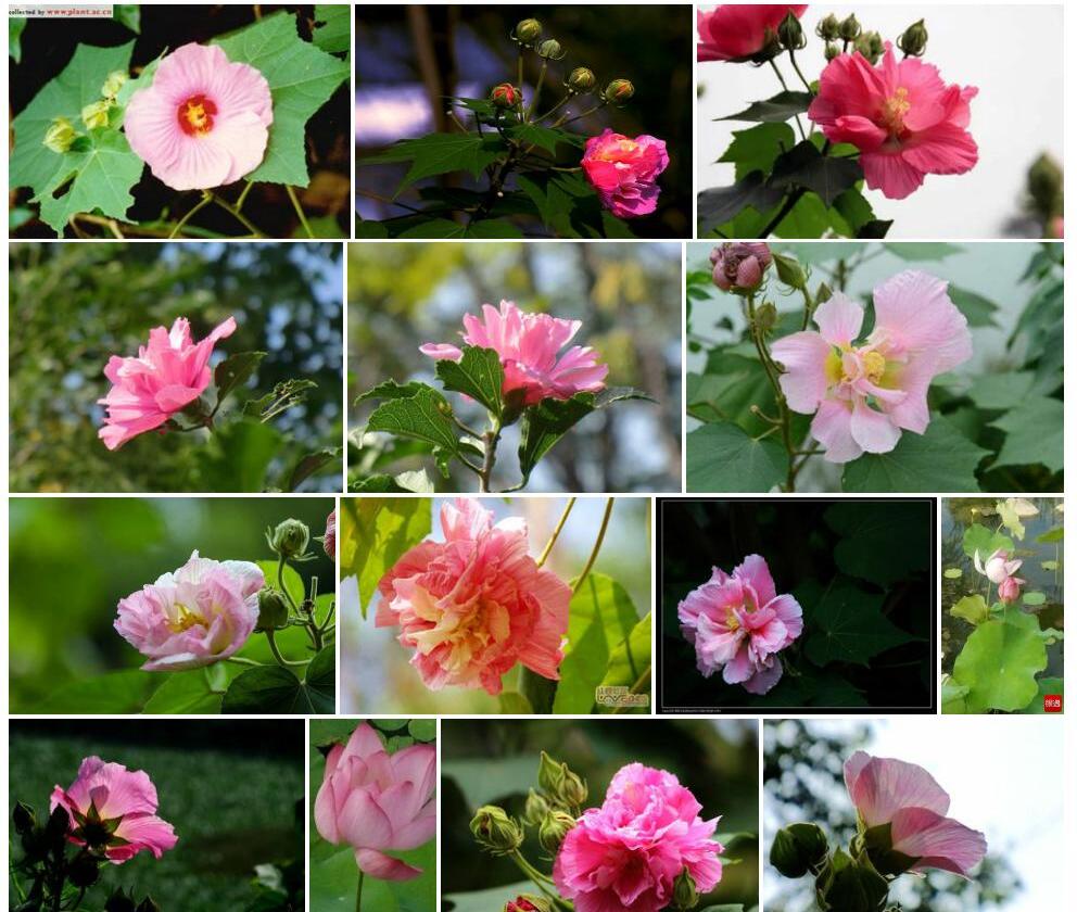 美丽芙蓉照片和图片/