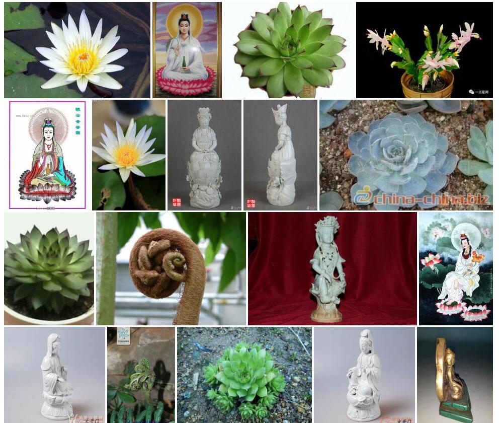 美丽观音座莲照片和图片/