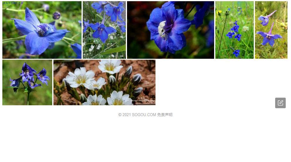 美叶翠雀花照片和图片/