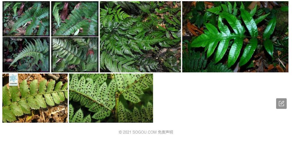 美姑耳蕨照片和图片/