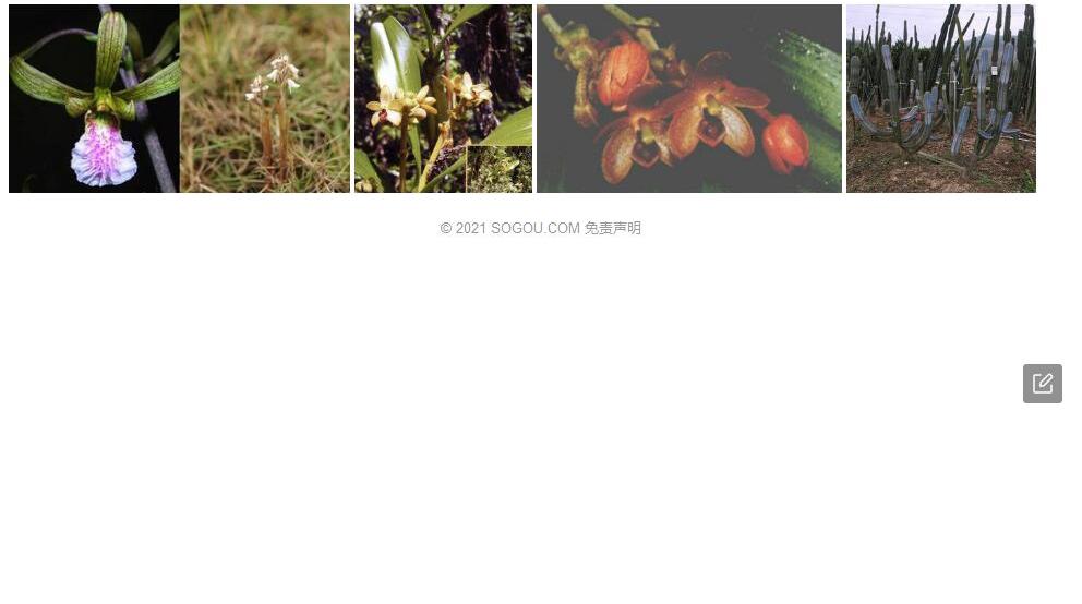 美柱兰照片和图片/
